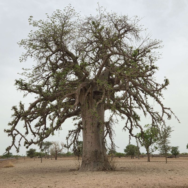 Mali pic 1