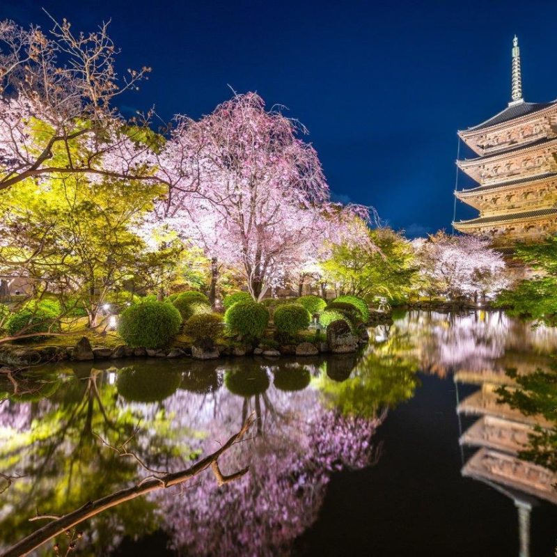 cherry-blossom-viewing-guide_2