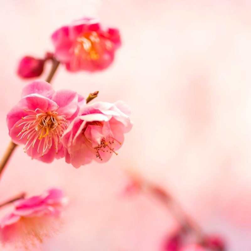 cherry-blossom-viewing-guide_3