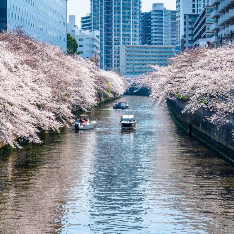 cherry-blossom-viewing-guide_5