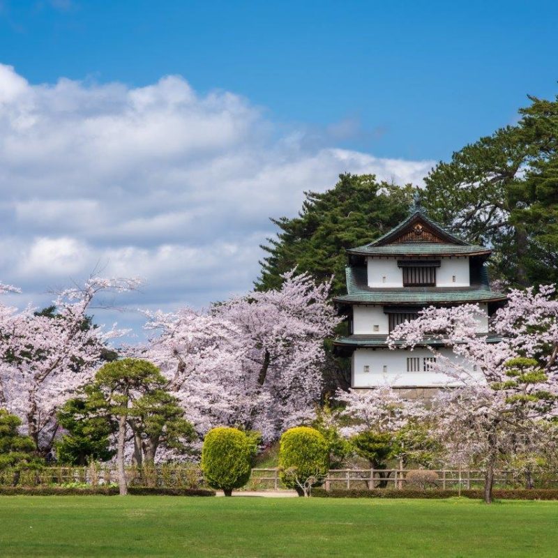 cherry-blossom-viewing-guide_6